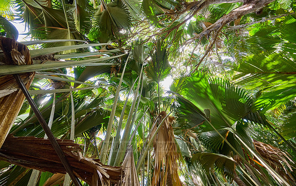 Vallee de Mai, Praslin