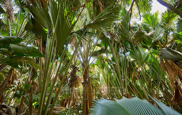 Vallee de Mai, Praslin