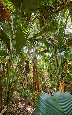 Vallee de Mai, Praslin