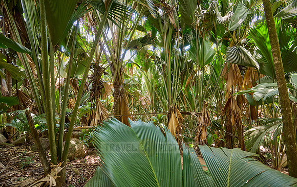 Vallee de Mai, Praslin