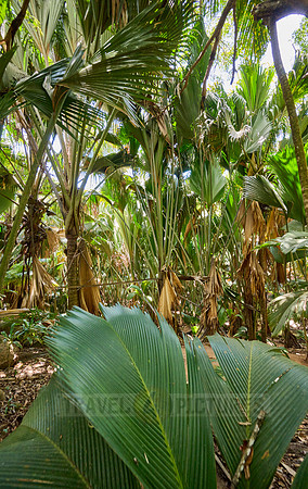 Vallee de Mai, Praslin