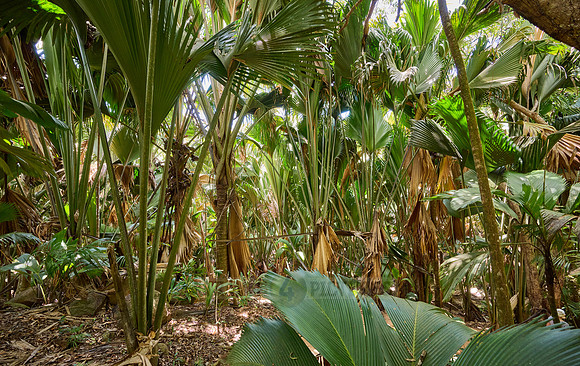 Vallee de Mai, Praslin