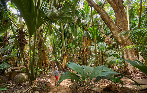 Vallee de Mai, Praslin