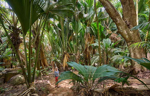 Vallee de Mai, Praslin