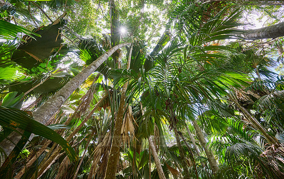 Vallee de Mai, Praslin
