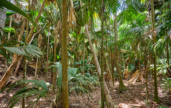 Vallee de Mai, Praslin