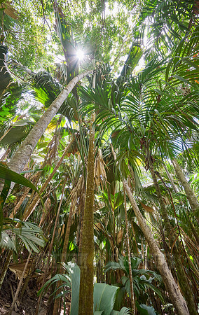 Vallee de Mai, Praslin