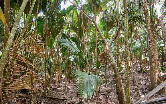Vallee de Mai, Praslin