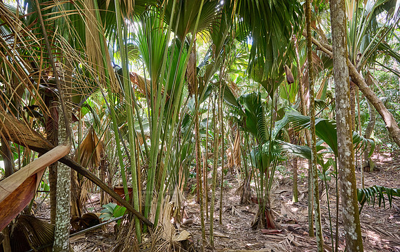 Vallee de Mai, Praslin