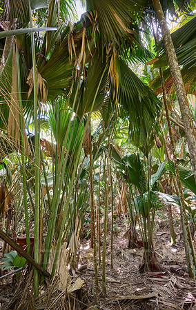 Vallee de Mai, Praslin