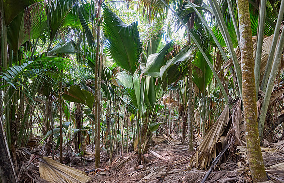 Vallee de Mai, Praslin