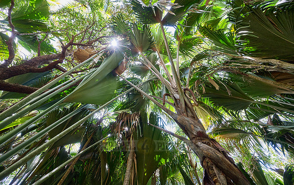 Vallee de Mai, Praslin