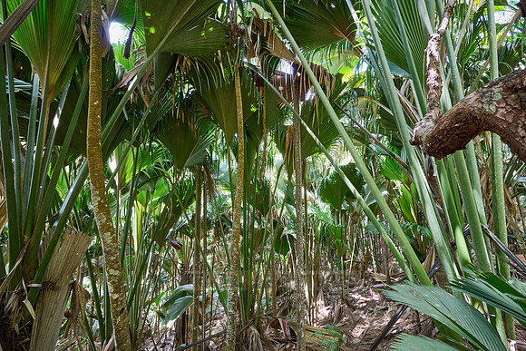 Vallee de Mai, Praslin
