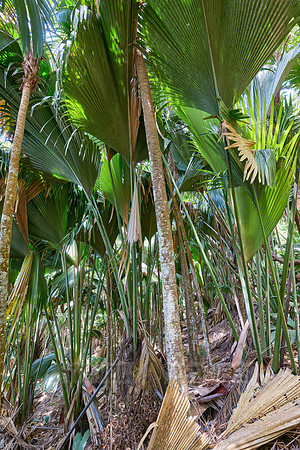 Vallee de Mai, Praslin