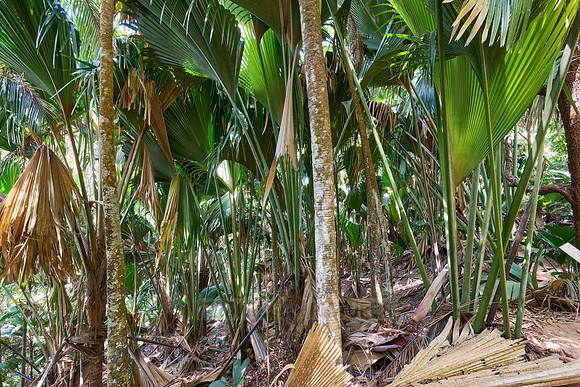 Vallee de Mai, Praslin