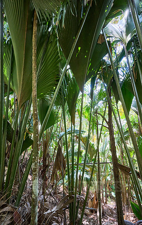 Vallee de Mai, Praslin