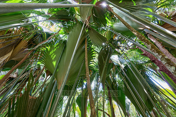 Vallee de Mai, Praslin