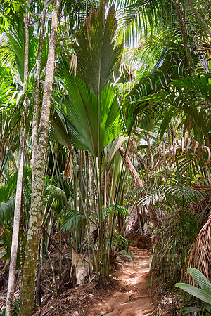 Vallee de Mai, Praslin