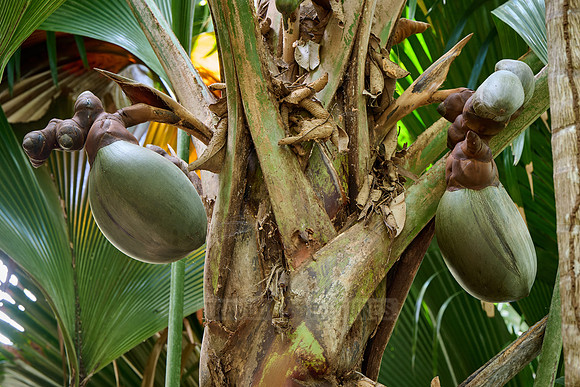Huge nuts of Coco de mer palm tree in Vallee de Mai, Praslin