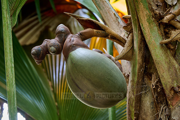 Huge nuts of Coco de mer palm tree in Vallee de Mai, Praslin