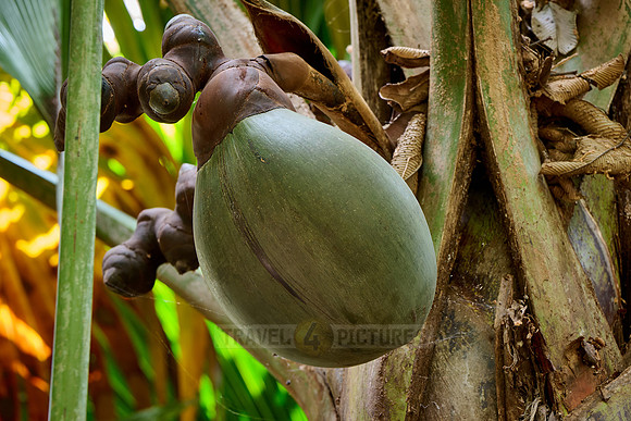 Huge nuts of Coco de mer palm tree in Vallee de Mai, Praslin