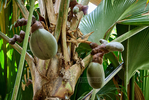 Huge nuts of Coco de mer palm tree in Vallee de Mai, Praslin