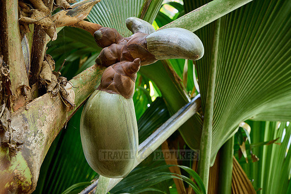 Huge nuts of Coco de mer palm tree in Vallee de Mai, Praslin