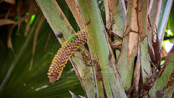 male part of Coco de mer plant in Vallee de Mai, Praslin