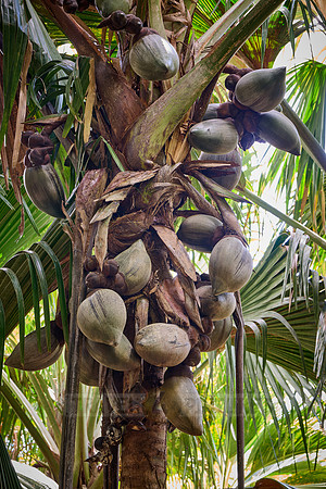 Huge nuts of Coco de mer palm tree in Vallee de Mai, Praslin