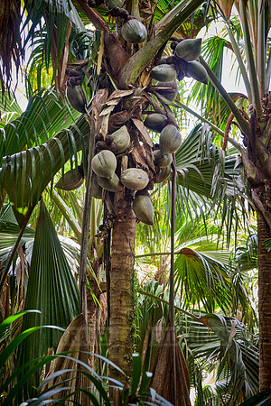 Huge nuts of Coco de mer palm tree in Vallee de Mai, Praslin