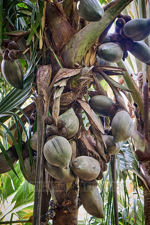 Huge nuts of Coco de mer palm tree in Vallee de Mai, Praslin