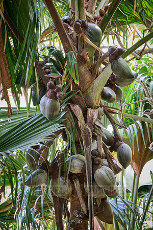 Huge nuts of Coco de mer palm tree in Vallee de Mai, Praslin