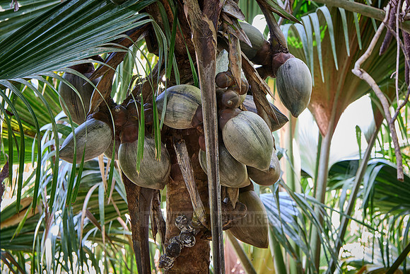 Huge nuts of Coco de mer palm tree in Vallee de Mai, Praslin
