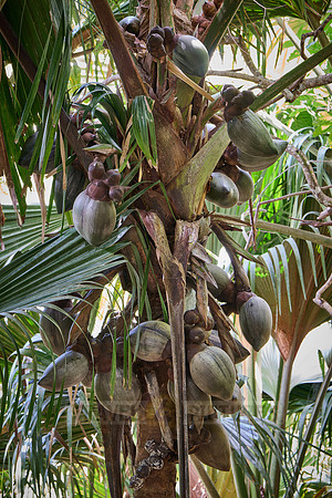 Huge nuts of Coco de mer palm tree in Vallee de Mai, Praslin