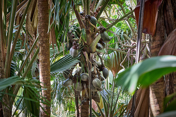 Vallee de Mai, Praslin
