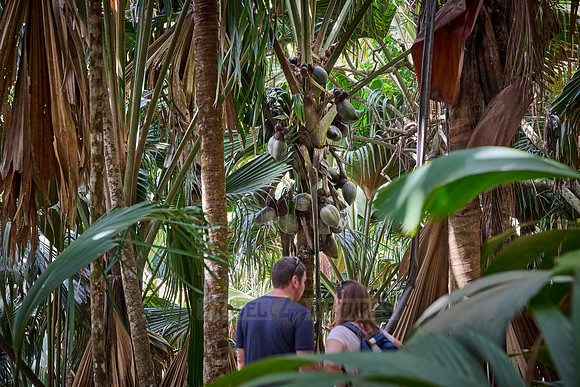 Vallee de Mai, Praslin
