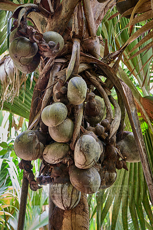 Huge nuts of Coco de mer palm tree in Vallee de Mai, Praslin