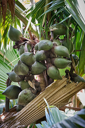 Huge nuts of Coco de mer palm tree in Vallee de Mai, Praslin