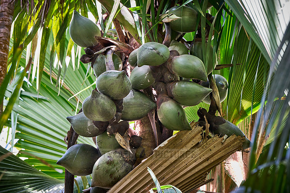 Huge nuts of Coco de mer palm tree in Vallee de Mai, Praslin