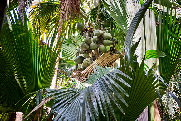 Vallee de Mai, Praslin