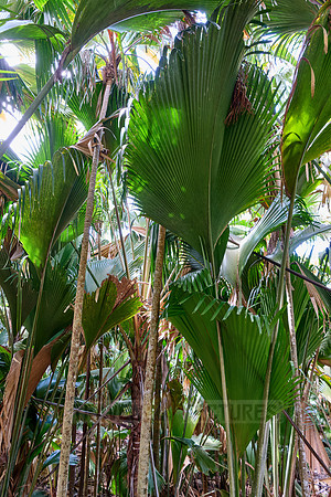 Vallee de Mai, Praslin