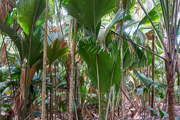 Vallee de Mai, Praslin