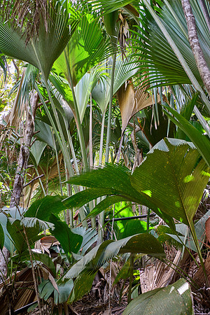 Vallee de Mai, Praslin