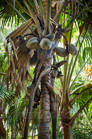 Huge nuts of Coco de mer palm tree in Vallee de Mai, Praslin