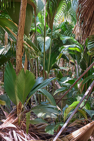 Vallee de Mai, Praslin