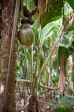 Huge nuts of Coco de mer palm tree in Vallee de Mai, Praslin