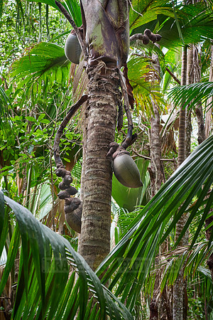 Vallee de Mai, Praslin