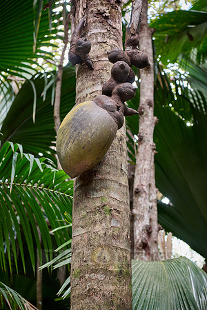 Huge nuts of Coco de mer palm tree in Vallee de Mai, Praslin