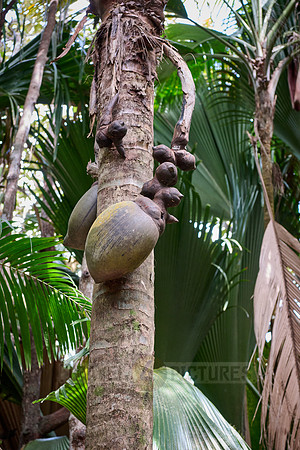 Huge nuts of Coco de mer palm tree in Vallee de Mai, Praslin
