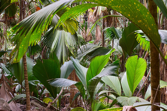 Vallee de Mai, Praslin